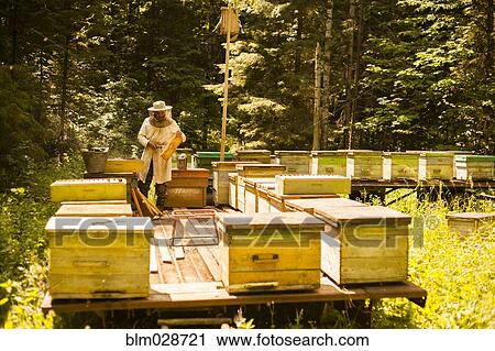 Stock Image - Caucasian beekeeper working outdoors. Fotosearch