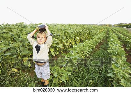 Stock Image - Caucasian boy picking vegetables in field. Fotosearch