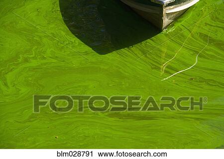 Close up of green algae on water View Large Photo Image Stock Image - Close up of green algae on water. Fotosearch