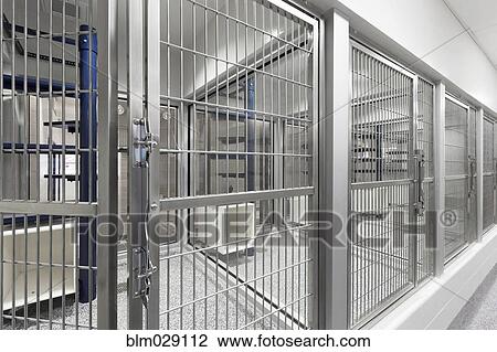 Glass viewing area windows of empty cages in animal shelter View Large Photo Image Stock Image - Glass viewing area windows of empty cages in animal shelter. Fotosearch