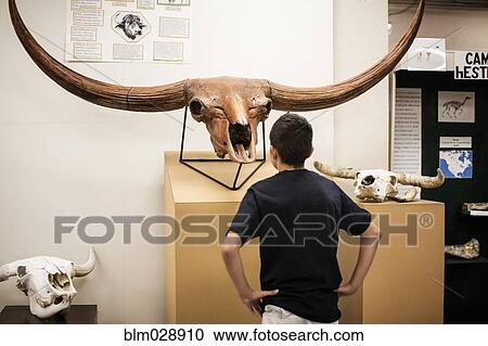 Stock Image - Hispanic boy examining horns in museum. Fotosearch