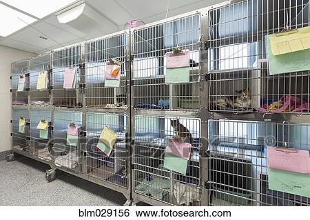 Kitten sitting in cages at animal shelter View Large Photo Image Stock Photograph - Kitten sitting in cages at animal shelter. Fotosearch