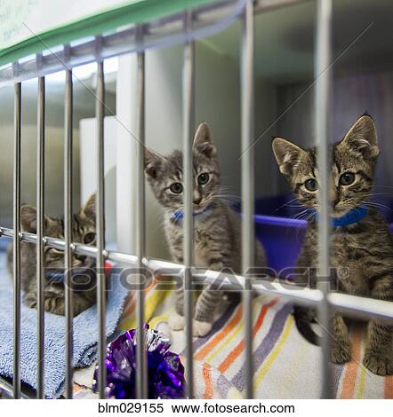 Kittens sitting in cage at animal shelter View Large Photo Image Stock Photography - Kittens sitting in cage at animal shelter. Fotosearch