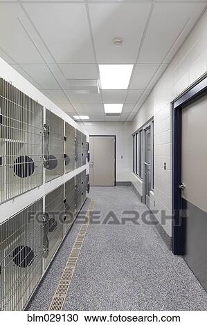 Stock Image - Metal doors of empty cages in animal shelter. Fotosearch