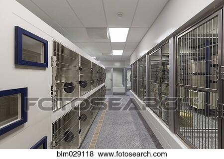 Stock Photo - Metal doors of empty cages in animal shelter. Fotosearch