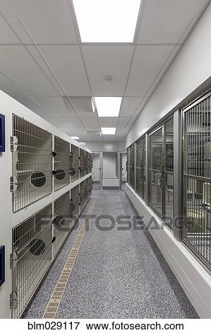 Stock Photo - Metal doors of empty cages in empty animal shelter. Fotosearch