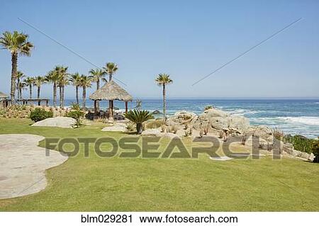 Palm trees and grass overlooking ocean, Cabo San Lucas, BCS, Mexico View Large Photo Image Stock Image - Palm trees and grass overlooking ocean, Cabo San Lucas, BCS, Mexico. Fotosearch