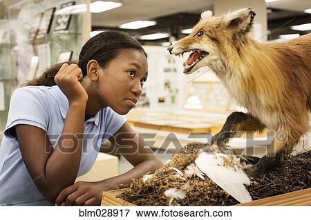 Student examining stuffed fox in museum View Large Photo Image Stock Photo - Student examining stuffed fox in museum. Fotosearch