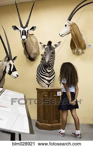 Student examining stuffed zebra in museum View Large Photo Image Stock Image - Student examining stuffed zebra in museum. Fotosearch