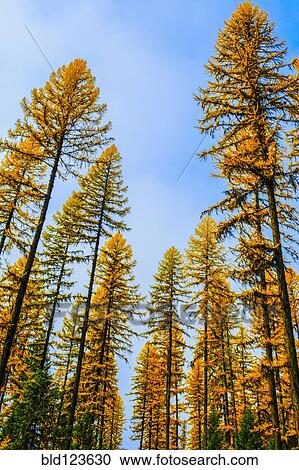 Autumn pine trees against blue sky View Large Photo Image Stock Image - Autumn pine trees against blue sky. Fotosearch