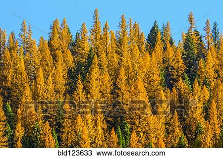 Autumn pine trees View Large Photo Image Stock Image - Autumn pine trees. Fotosearch