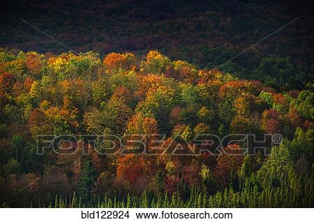 Picture - Autumn trees growing in rural landscape. Fotosearch