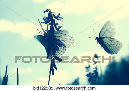 Butterflies landing on flower View Large Photo Image Stock Photography - Butterflies landing on flower. Fotosearch