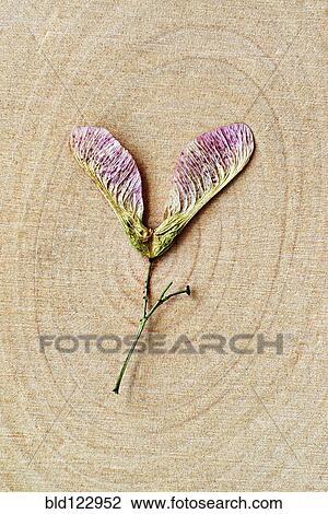 Close up of dried flower on wood rings of maple tree View Large Photo Image Stock Image - Close up of dried flower on wood rings of maple tree. Fotosearch