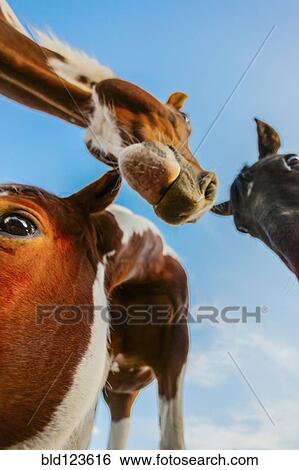 Stock Photograph - Close up of horses against blue sky. Fotosearch