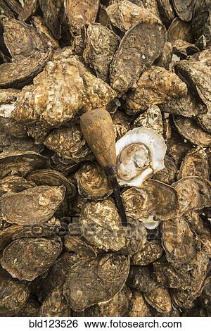 Close up of mussel shells and awl View Large Photo Image Stock Photograph - Close up of mussel shells and awl. Fotosearch