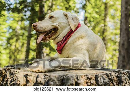 Stock Image - Dog laying on stump in forest. Fotosearch