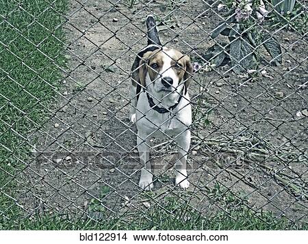 Picture - Dog peering through chain link fence. Fotosearch