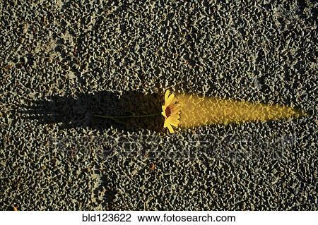 Flower glowing on asphalt View Large Photo Image Stock Image - Flower glowing on asphalt. Fotosearch