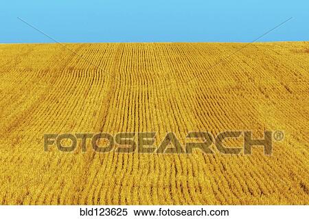 Golden wheat field View Large Photo Image Stock Photography - Golden wheat field. Fotosearch