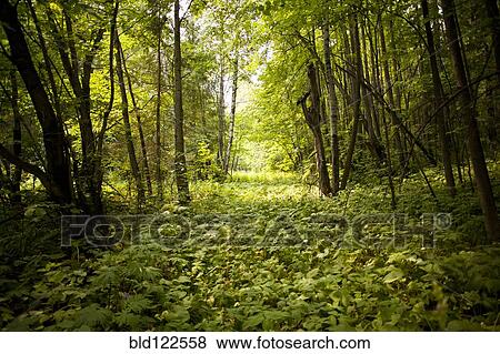 Green forest floor in rural landscape View Large Photo Image Stock Photo - Green forest floor in rural landscape. Fotosearch