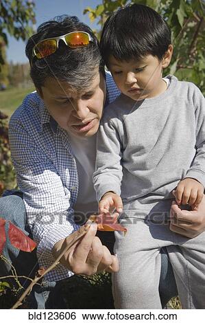 Stock Photograph - Hispanic father and son examining leaves outdoors. Fotosearch