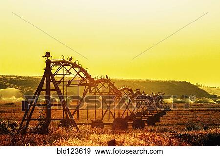 Irrigation sprinklers in rural field at sunset View Large Photo Image Stock Photo - Irrigation sprinklers in rural field at sunset. Fotosearch