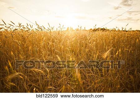 Tall stalks of wheat in crop field View Large Photo Image Stock Photo - Tall stalks of wheat in crop field. Fotosearch