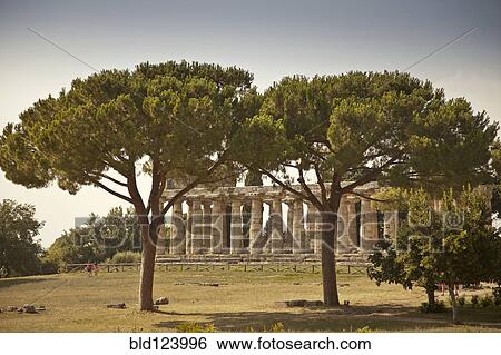 Stock Photograph - Trees growing by ancient ruins, Paestum, Campania, Italy. Fotosearch