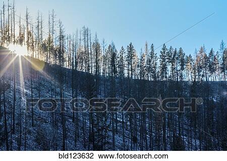 Trees growing in snowy forest View Large Photo Image Stock Image - Trees growing in snowy forest. Fotosearch