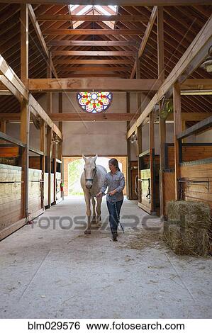 Caucasian girl walking horse in stable View Large Photo Image Stock Photograph - Caucasian girl walking horse in stable. Fotosearch