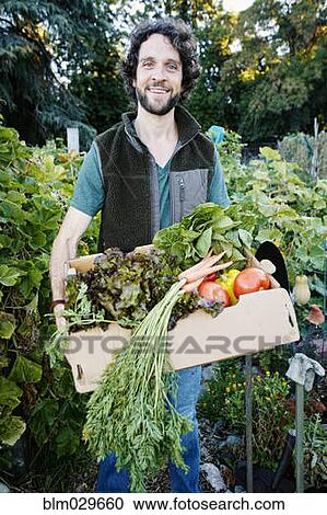 Stock Image - Caucasian man harvesting vegetables in garden. Fotosearch