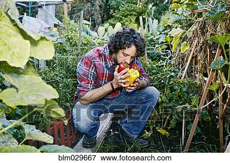 Caucasian man smelling peppers in garden View Large Photo Image Stock Photo - Caucasian man smelling peppers in garden. Fotosearch