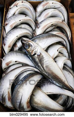 Close up of pile of fresh fish View Large Photo Image Stock Photography - Close up of pile of fresh fish. Fotosearch
