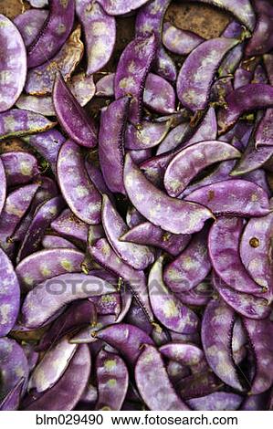 Stock Image - Close up of pile of purple beans. Fotosearch