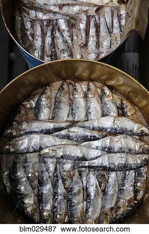 Close up of pots of sardines View Large Photo Image Stock Photo - Close up of pots of sardines. Fotosearch
