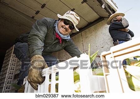 Farmers loading corn into truck View Large Photo Image Stock Photo - Farmers loading corn into truck. Fotosearch