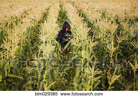 Hispanic boy picking corn in field View Large Photo Image Stock Photography - Hispanic boy picking corn in field. Fotosearch