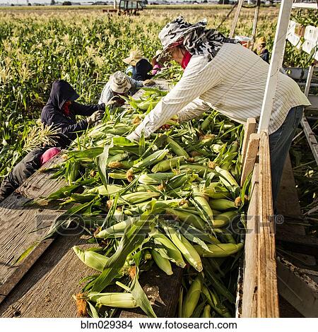 Hispanic farmworker picking corn in field View Large Photo Image Picture - Hispanic farmworker picking corn in field. Fotosearch