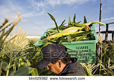 Hispanic farmworkers picking corn in field View Large Photo Image Stock Image - Hispanic farmworkers picking corn in field. Fotosearch