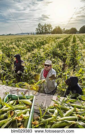 Hispanic farmworkers picking corn in field View Large Photo Image Stock Image - Hispanic farmworkers picking corn in field. Fotosearch