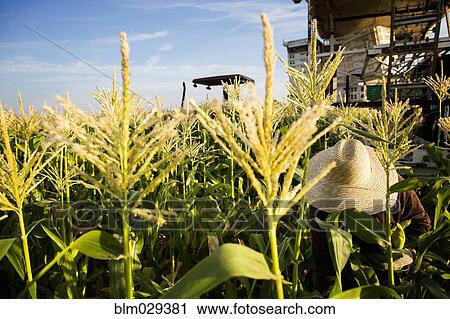 Hispanic farmworkers working in corn field View Large Photo Image Stock Image - Hispanic farmworkers working in corn field. Fotosearch