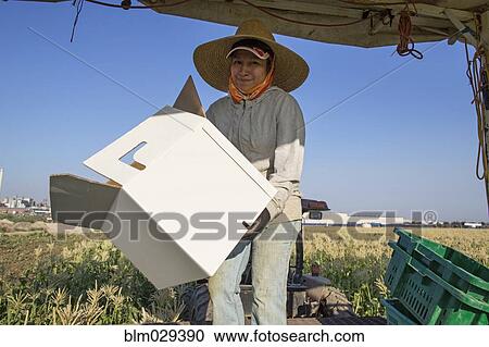 Hispanic woman packing box in corn field View Large Photo Image Stock Image - Hispanic woman packing box in corn field. Fotosearch
