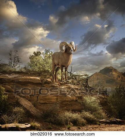 Stock Photograph - Ram on rock formation in desert. Fotosearch