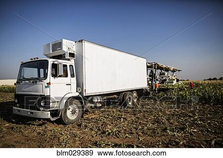 Truck in corn field View Large Photo Image Stock Photo - Truck in corn field. Fotosearch