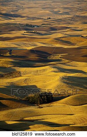 Stock Photo - Aerial view of rolling rural landscape, Oakesdale, Steptoe Butte, Washington, United States. Fotosearch