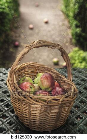 Basket of apples on iron bench outdoors View Large Photo Image Stock Image - Basket of apples on iron bench outdoors. Fotosearch