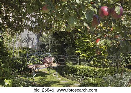 Stock Photography - Bench under apple tree in lush garden. Fotosearch