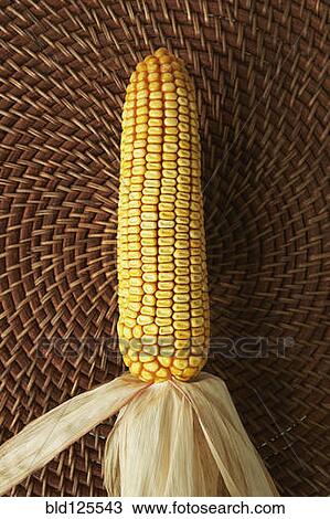 Close up of corn cob on woven placemat View Large Photo Image Stock Image - Close up of corn cob on woven placemat. Fotosearch