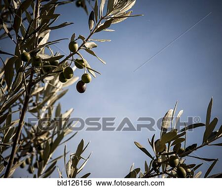 Close up of olive growing on tree View Large Photo Image Stock Photograph - Close up of olive growing on tree. Fotosearch